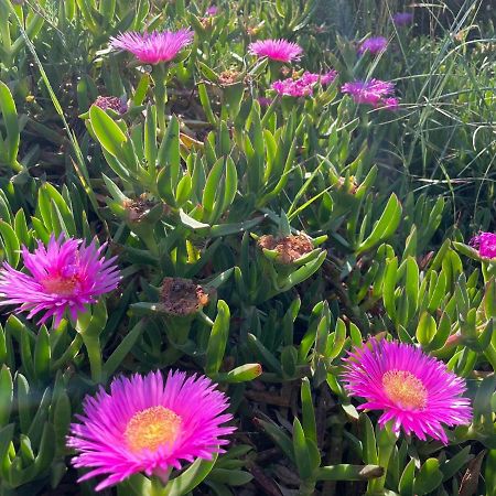 Appartamento In Villa Con Giardino Vicino Al Mare Bella Farnia 외부 사진