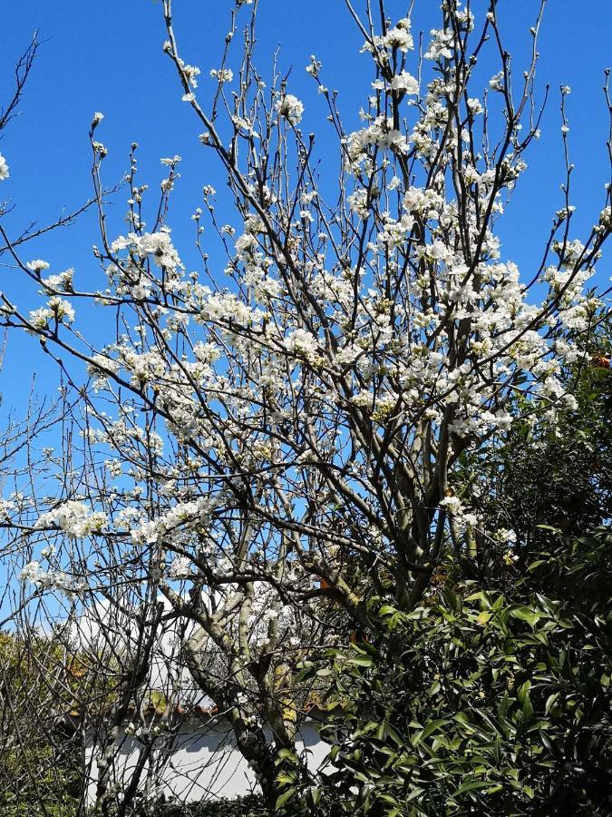 Appartamento In Villa Con Giardino Vicino Al Mare Bella Farnia 외부 사진